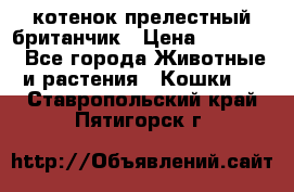 котенок прелестный британчик › Цена ­ 12 000 - Все города Животные и растения » Кошки   . Ставропольский край,Пятигорск г.